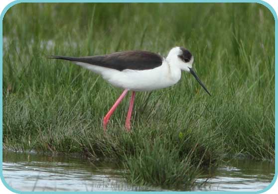 Black-winged Stilt at Elmley thumb