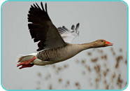 Greylag Goose Greylag Goose