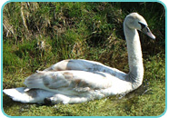 Immature Mute Swan Immature Mute Swan