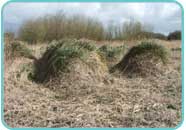 The inner reedbed